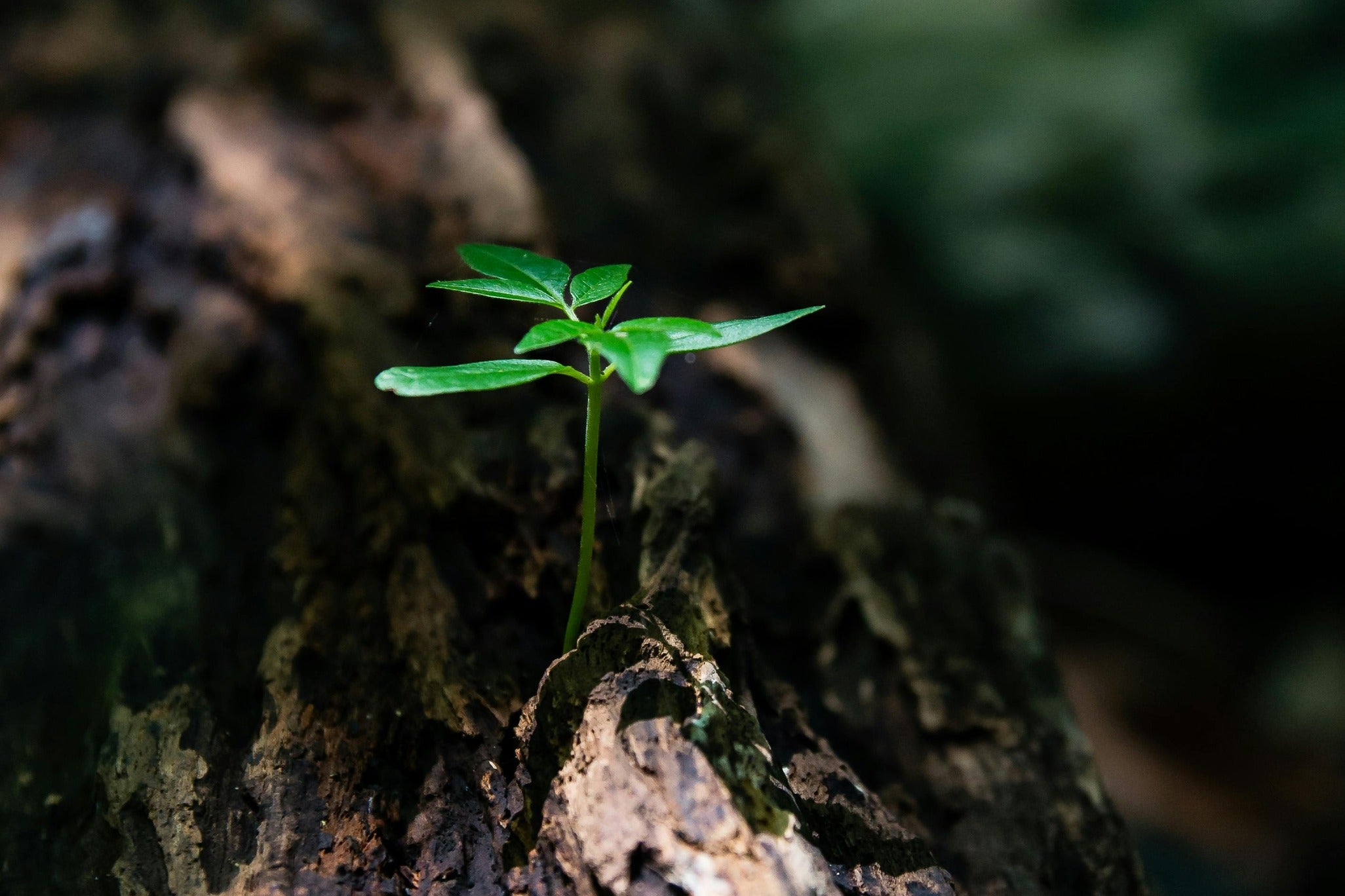 Plant sprouting in the forest symbolizing nuwave's commitment to sustainability 