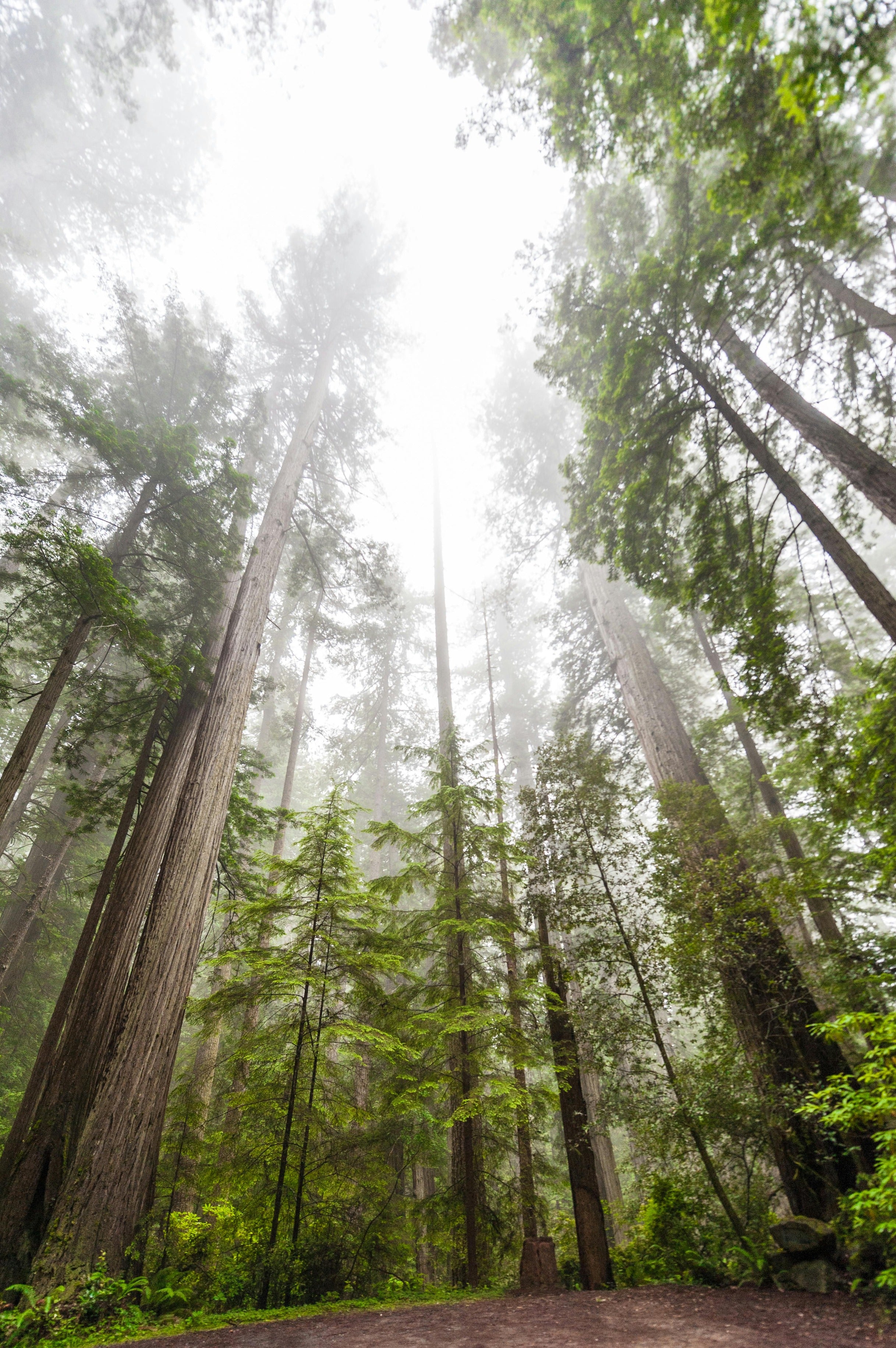 Pine trees symbolizing nuwave’s eco-friendly packaging and sustainable protein production.